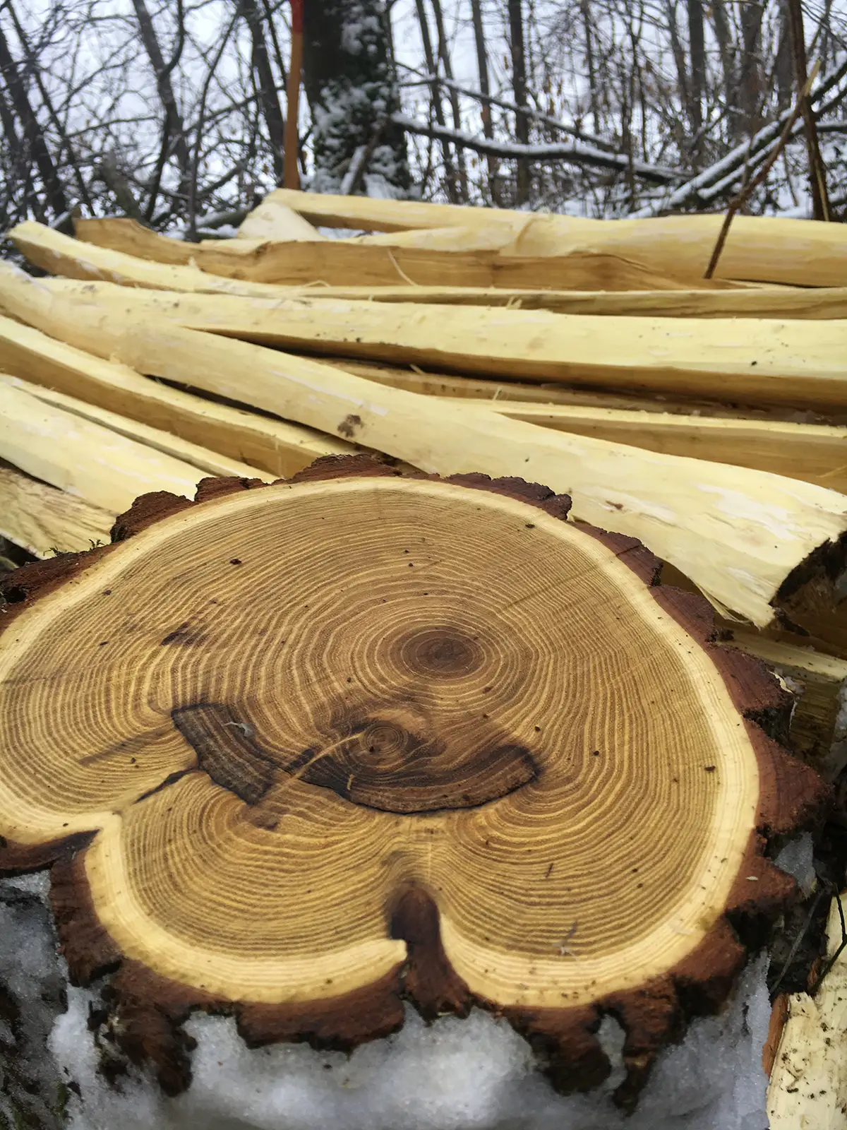 Gef&auml;llte Robinie und Spaltlinge