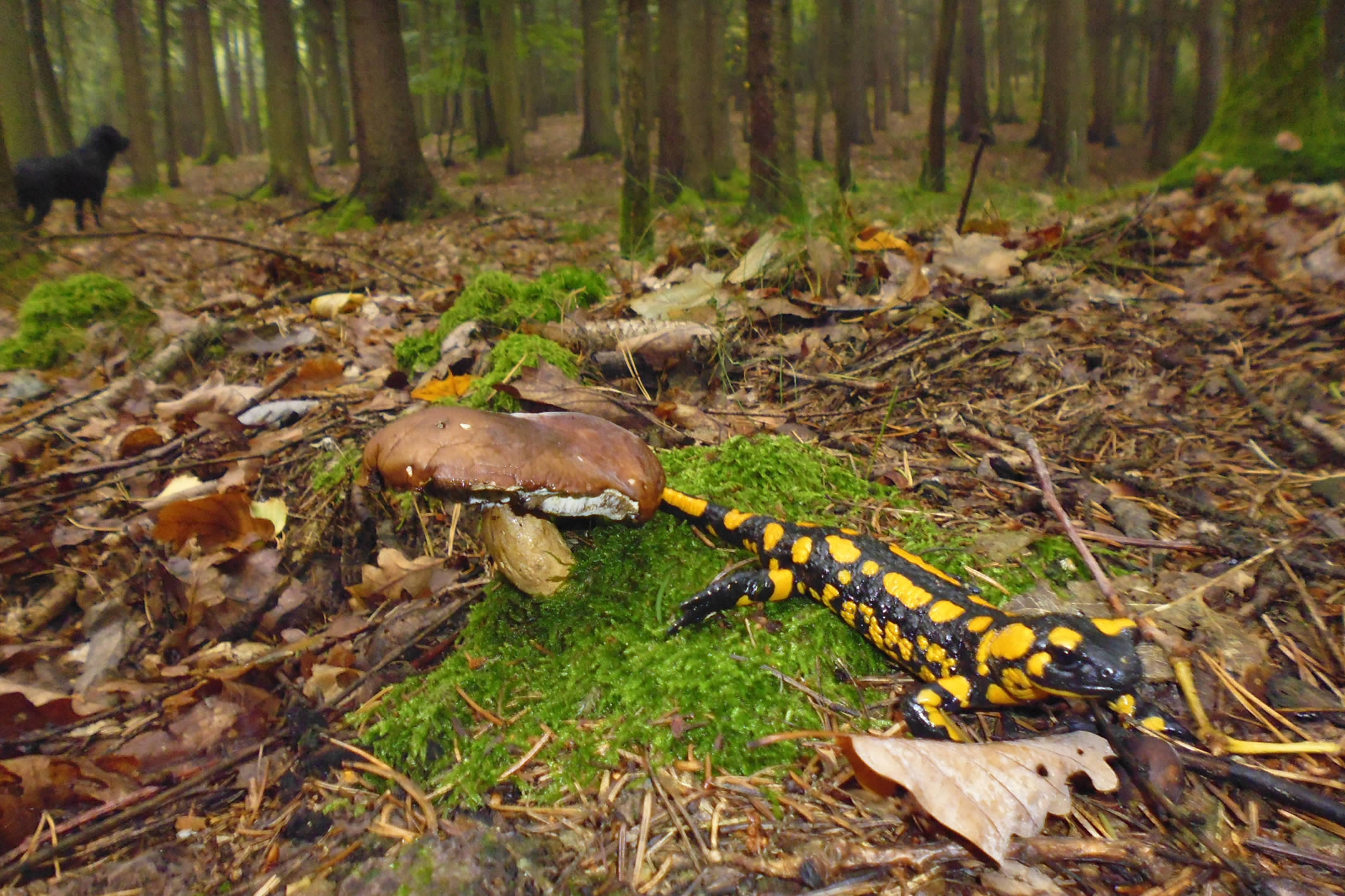 flagship-feuersalamander-paula