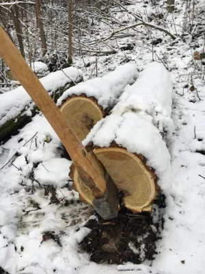 Robine spalten im Schnee
